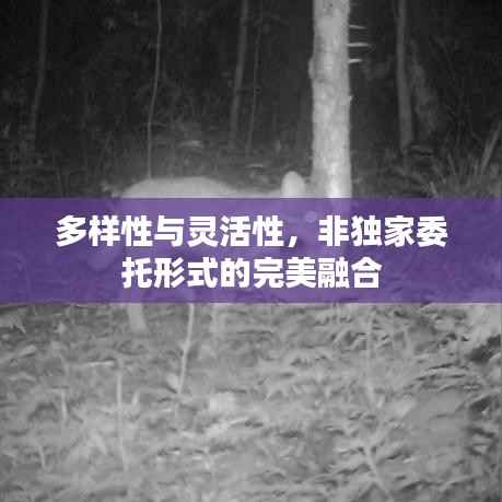 多样性与灵活性，非独家委托形式的完美融合