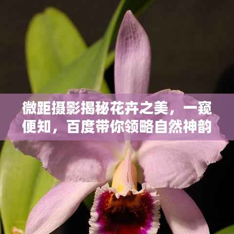 乌鸟私情